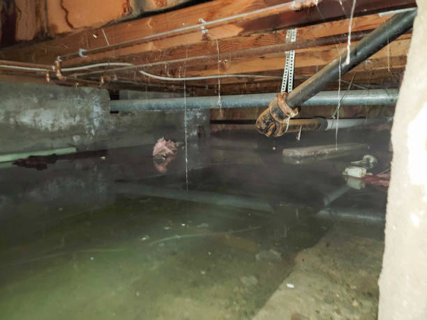 Best Water damage restoration near me  in Diand, MO