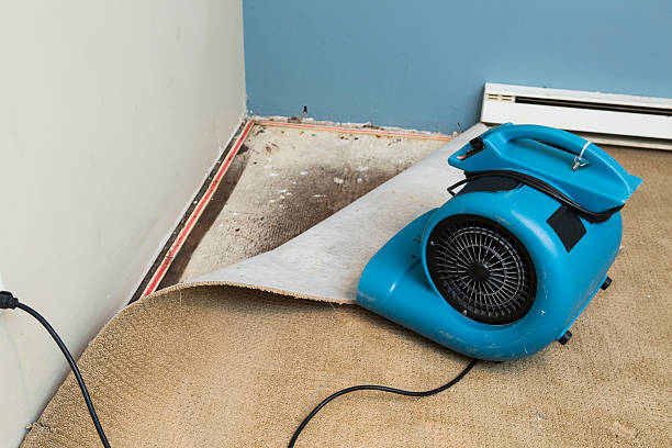 Best Carpet water damage restoration  in Diand, MO